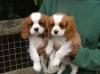 Продам щенка Kazakhstan, Kokshetau , king charles Puppies