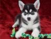 Продам щенка Turkmenistan, Ashgabat Other breed, Pomsky Puppies