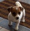 Продам щенка Russia, Moscow Jack Russell Terrier