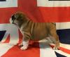 Продам щенка Greece, Athens English Bulldog