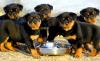 Продам щенка Armenia, Armenia Rottweiler