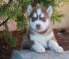 Продам щенка Armenia, Armenia , Siberian Husky