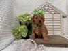 Продам щенка Cyprus, Paphos Other breed, Cavapoo