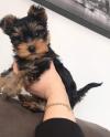 Продам щенка Uzbekistan, Samarkand Yorkshire Terrier