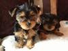 Продам щенка Armenia, Armenia Yorkshire Terrier