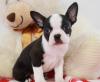 Продам щенка Belarus, Minsk Boston Terrier