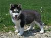 Продам щенка Ukraine, Kiev Other breed, Siberian Husky Puppies