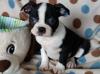 Продам щенка Armenia, Gyumri Boston Terrier