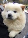 Продам щенка Belarus, Brest Chow Chow