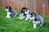 Продам щенка Turkmenistan, Turkmenabad Other breed, Pomsky Puppies