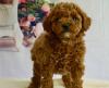 Продам щенка Russia, Murmansk Other breed, Cockapoo Puppies