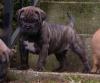 Продам щенка Cyprus, Nicosia Bullmastiff