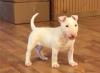 Продам щенка Austria, Graz Bull Terrier