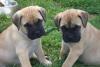 Продам щенка Germany, Berlin Bullmastiff