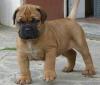 Продам щенка Cyprus, Limassol Bullmastiff