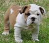 Продам щенка France, Paris English Bulldog