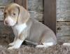 Продам щенка Belgium, Charleroi Beagle