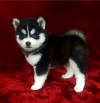 Продам щенка Georgia, Georgia Other breed, Pomsky Puppies