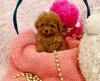 Продам щенка Georgia, Georgia Other breed, Teacup Maltipoo Puppies