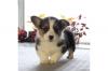 Продам щенка Russia, Moscow Other breed, Pembroke Welsh Corgi puppies 