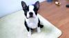 Продам щенка Greece, Thessaloniki Boston Terrier