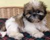 Продам щенка United Kingdom, Aberdeen Shih Tzu