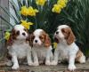 Продам щенка Sweden, Sundsvall King Charles Spaniel