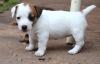 Продам щенка Austria, Vienna Jack Russell Terrier