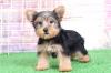 Продам щенка Georgia, Georgia Yorkshire Terrier