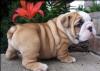 Продам щенка France, Paris English Bulldog