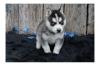 Продам щенка Ukraine, Kiev Haski, Blue Eyes Siberian Husky Puppies