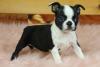 Продам щенка Uzbekistan, Namangan Boston Terrier