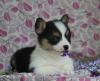 Продам щенка Georgia, Georgia Other breed, Pembroke Welsh Corgi Puppies