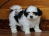 Продам щенка Turkmenistan, Ashgabat Shih Tzu