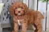 Продам щенка Russia, St. Petersburg Other breed, Cockapoo Puppies