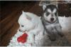 Продам щенка Ukraine, Kiev Other breed, POMSKY PUPPIES