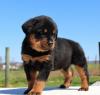 Продам щенка Russia, St. Petersburg Rottweiler