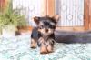 Продам щенка Georgia, Georgia Yorkshire Terrier