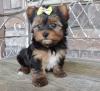 Продам щенка Germany, Cologne Yorkshire Terrier