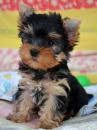 Продам щенка Netherlands, Breda Yorkshire Terrier