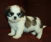 Продам щенка Germany, Berlin Shih Tzu