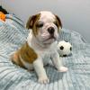 Продам щенка Armenia, Vanadzor English Bulldog