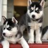 Продам щенка Netherlands, Enschede Haski, Blue Eyes Siberian Husky Puppies