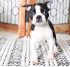 Продам щенка Portugal, Aveiro Boston Terrier