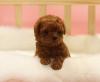 Продам щенка Canada, Ontario, Toronto Other breed, Maltipoo Puppies