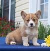 Продам щенка Canada, Nunavut Other breed, Pembroke Welsh Corgi Puppies