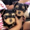 Продам щенка Bulgaria, Sofia Yorkshire Terrier