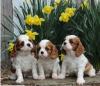 Продам щенка France, Montpellier King Charles Spaniel