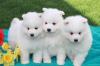 Продам щенка USA, California Samoyed dog (Samoyed)