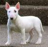 Продам щенка Italy, Pesaro Bull Terrier